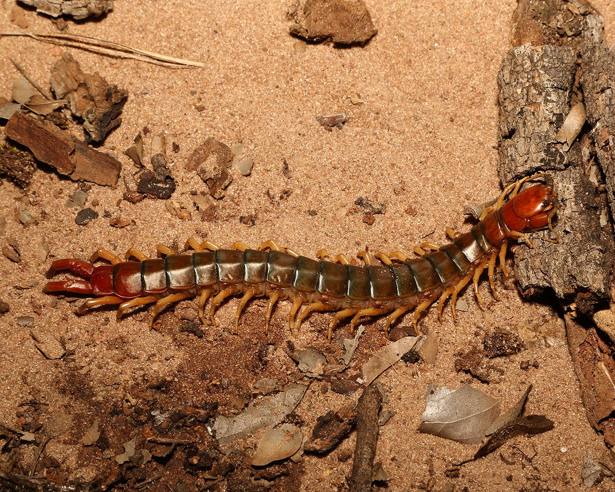 Image of Scolopendra viridicornis Newport 1844