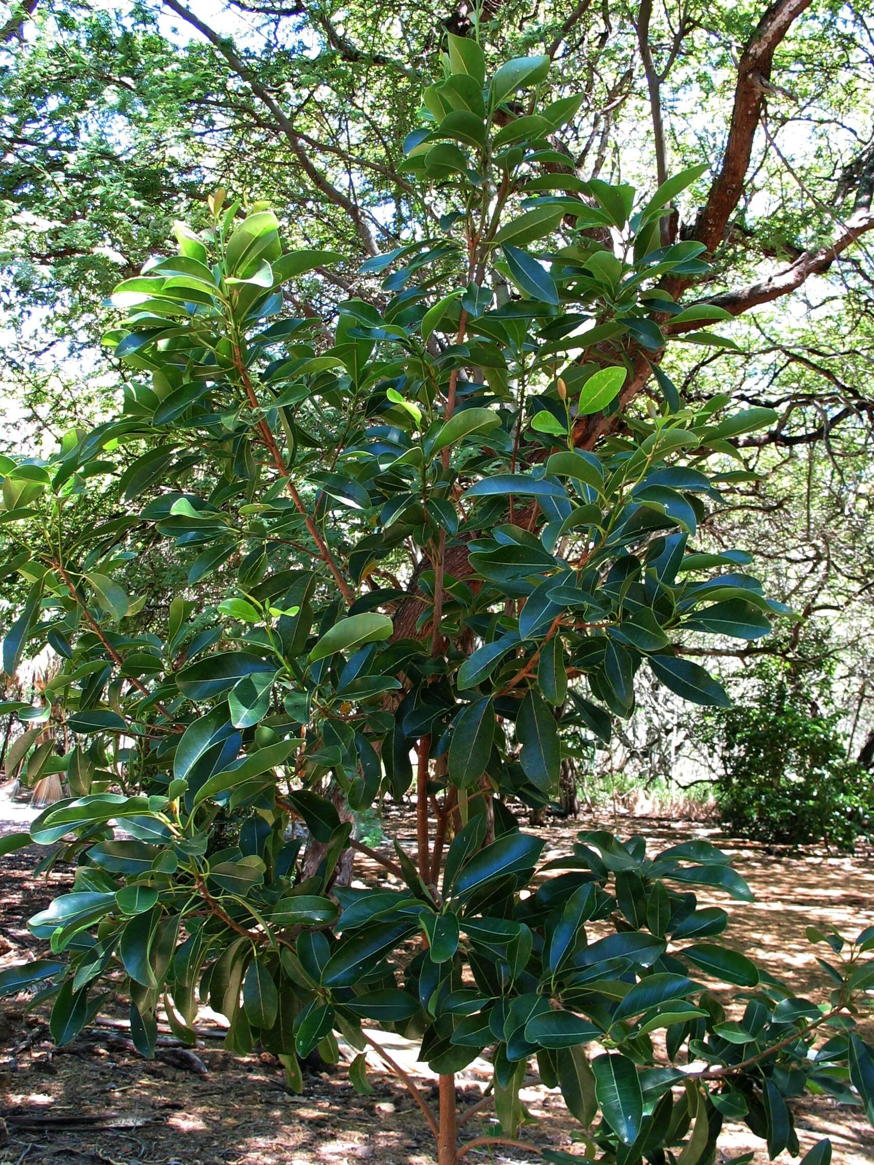 Image of Island nesoluma