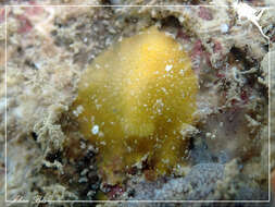 Imagem de Doriopsis granulosa Pease 1860