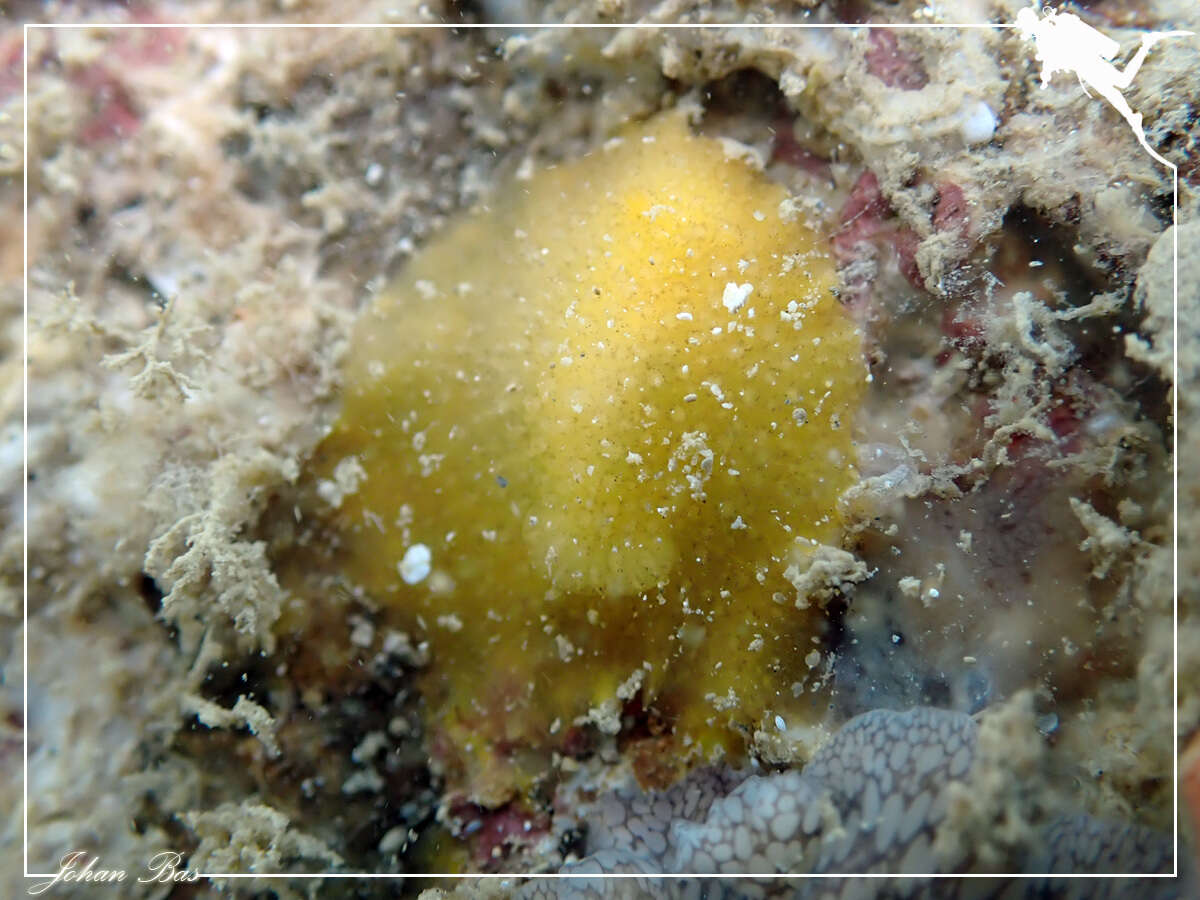 Imagem de Doriopsis granulosa Pease 1860