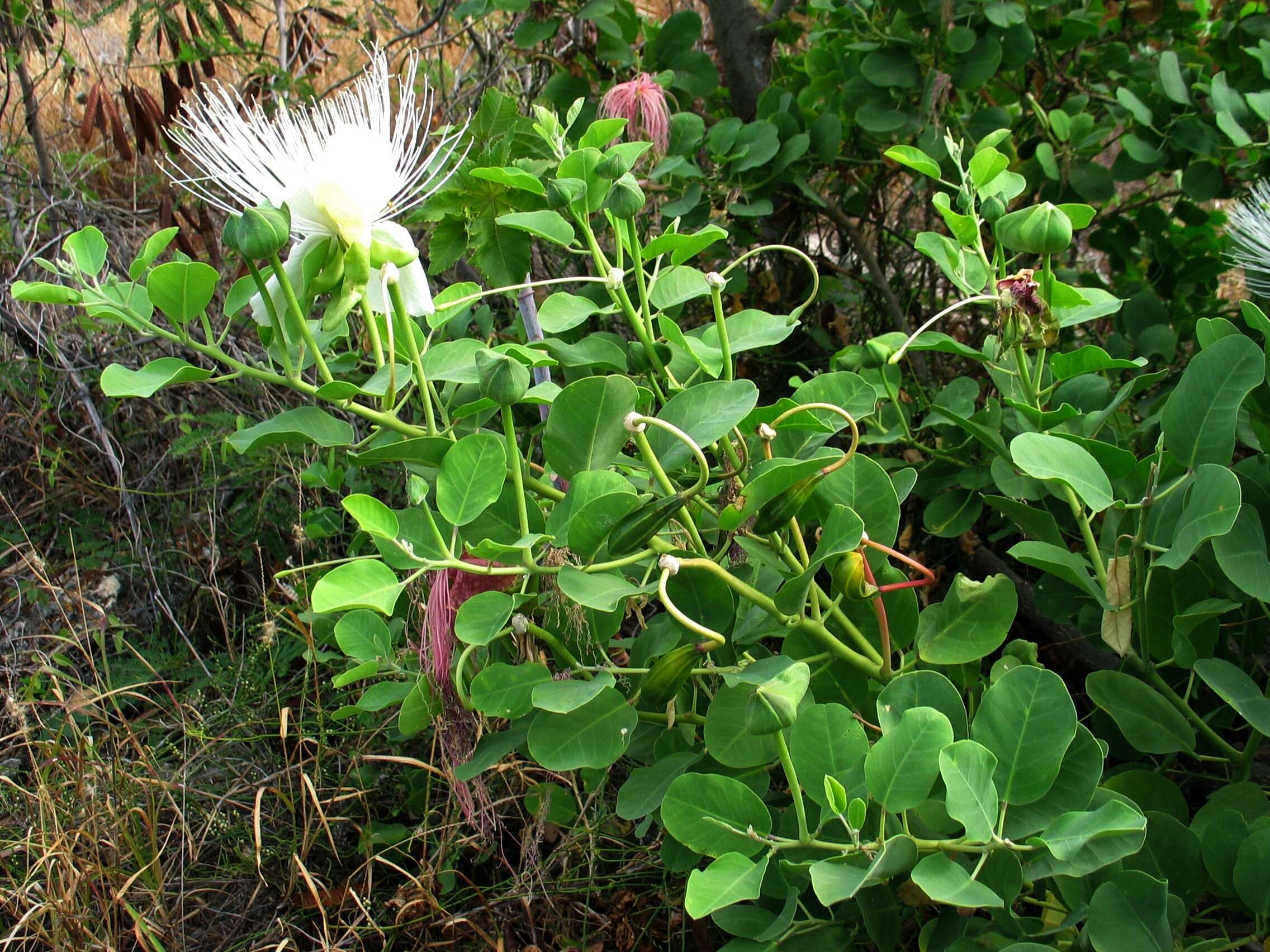 Image de Capparis sandwichiana DC.