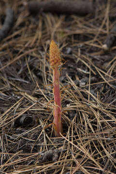 Image of Pterospora