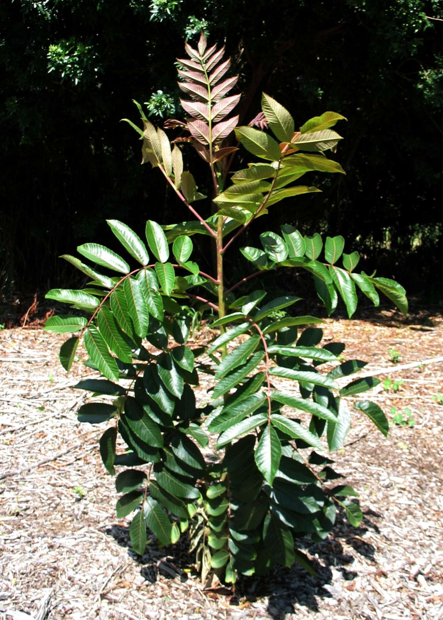 Sivun Rhus sandwicensis A. Gray kuva