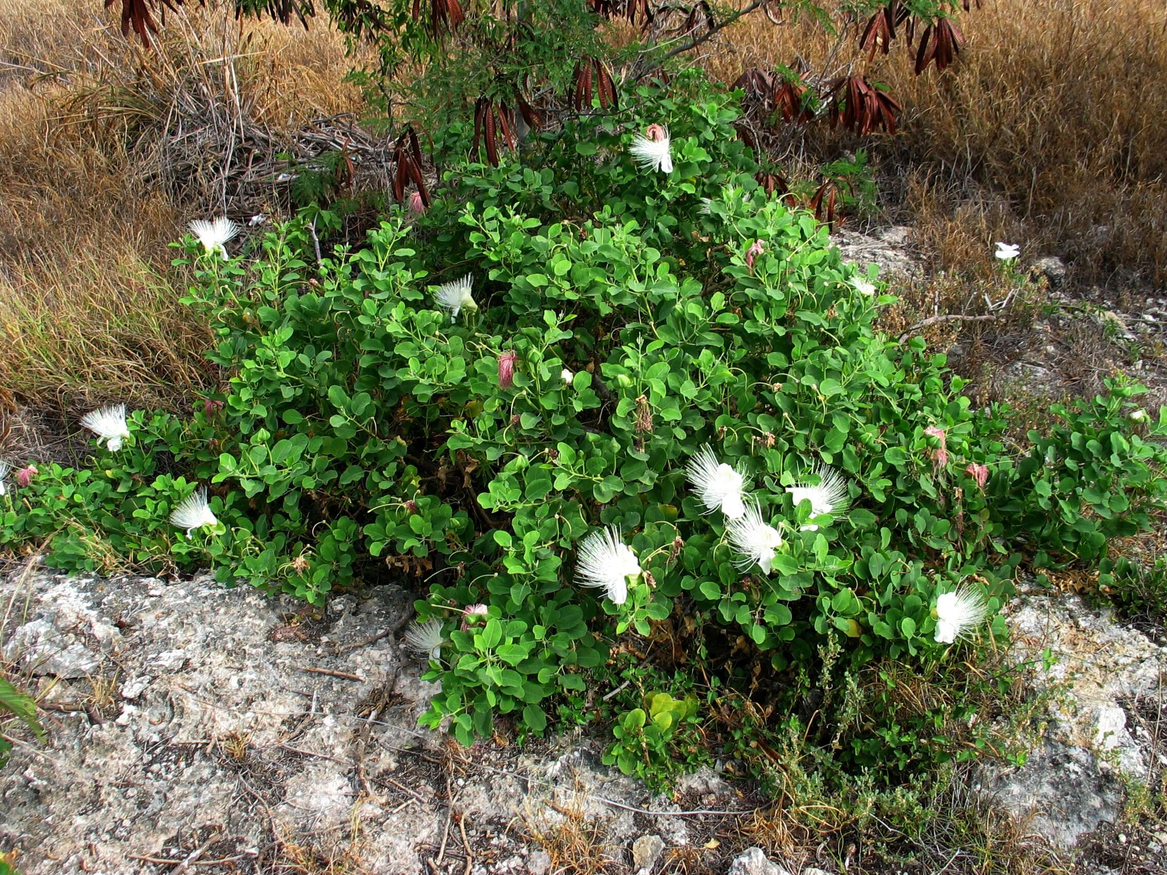 Image de Capparis sandwichiana DC.