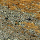 Image of Altai Snowcock