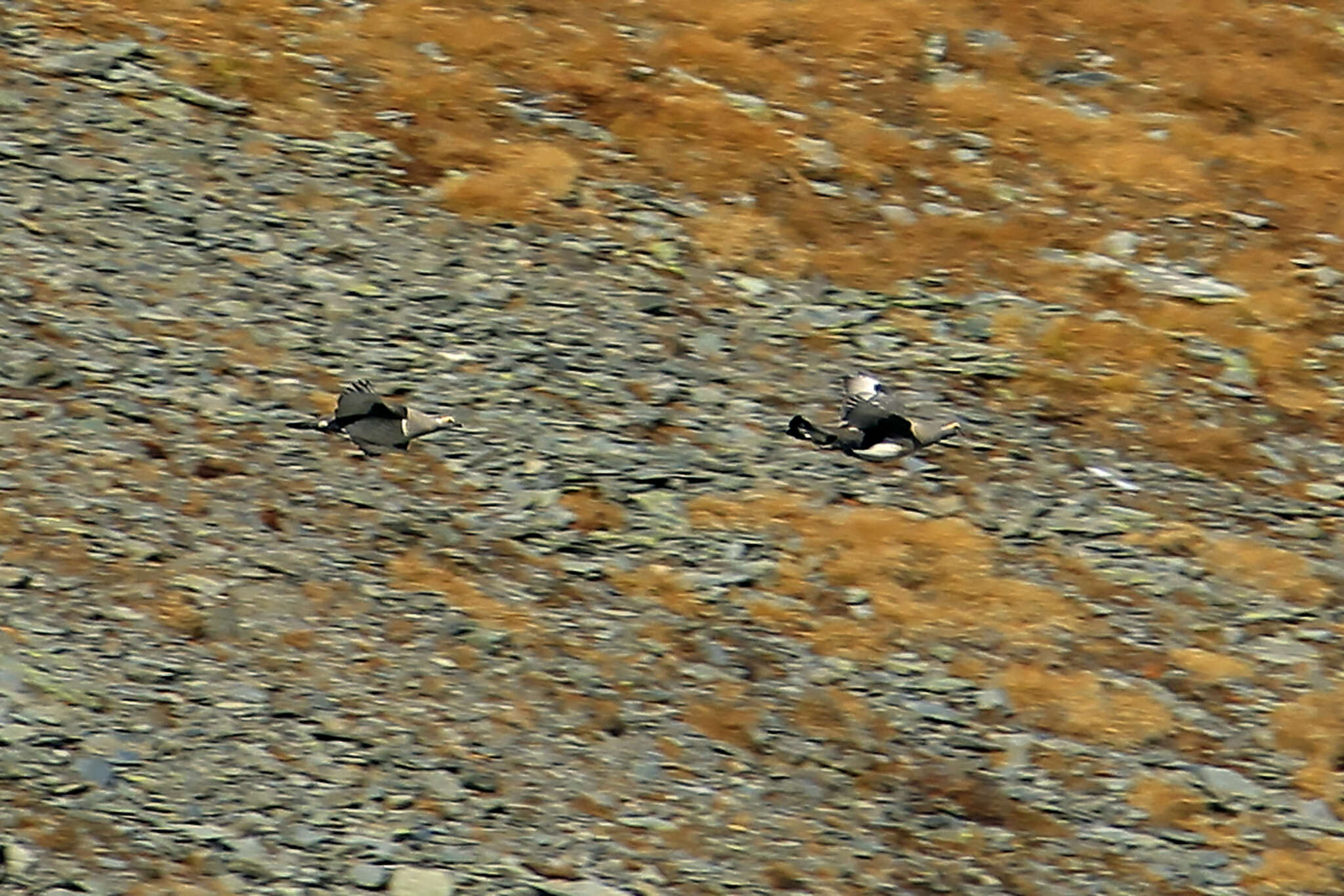 Image of Altai Snowcock