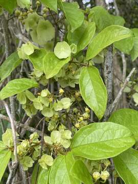 Image of Mascagnia sepium (A. Juss.) Griseb.