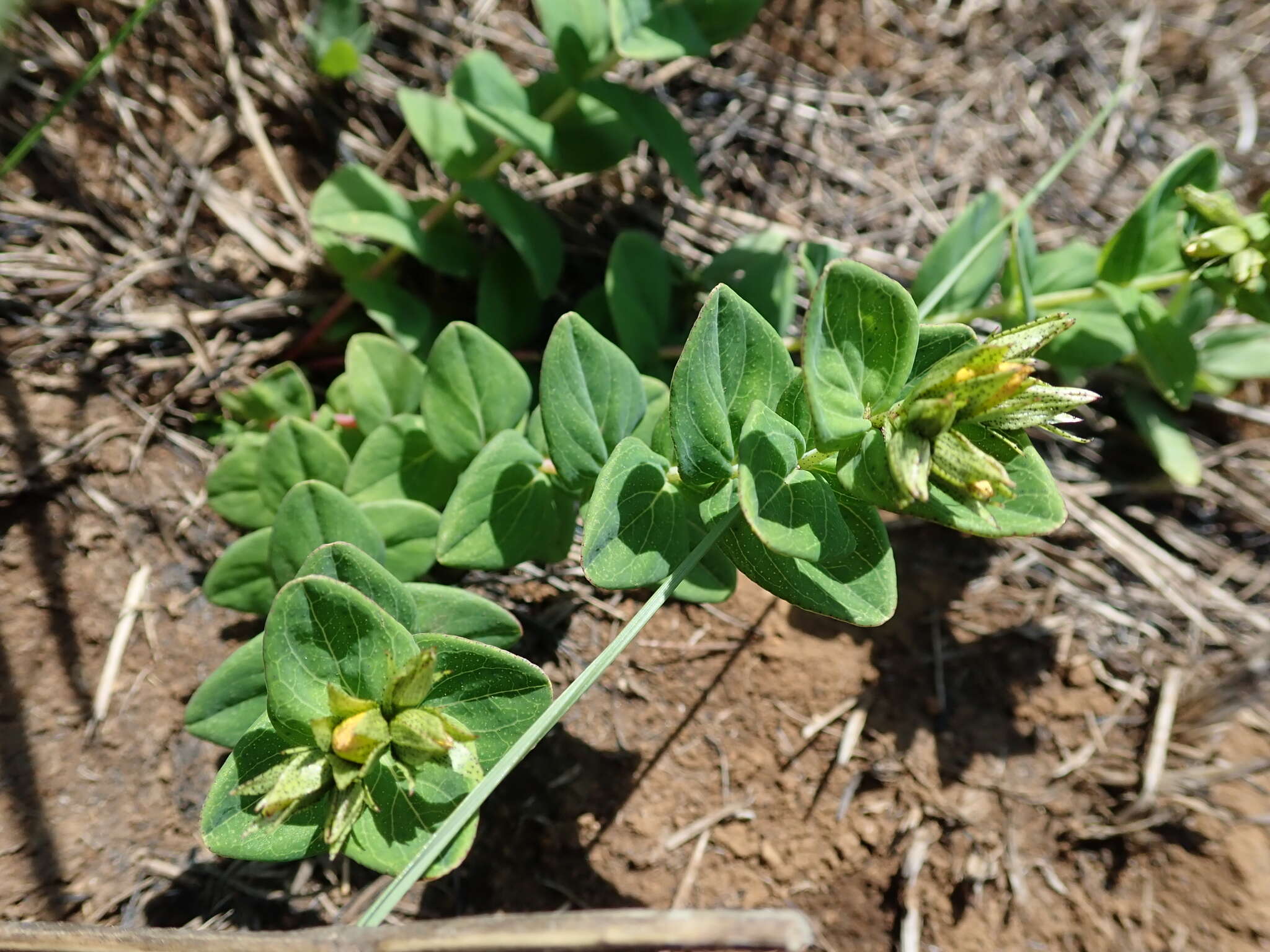 Imagem de Hypericum aethiopicum subsp. aethiopicum