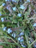 Plancia ëd Myosotis incrassata Guss.