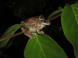 Image of Acre treefrog