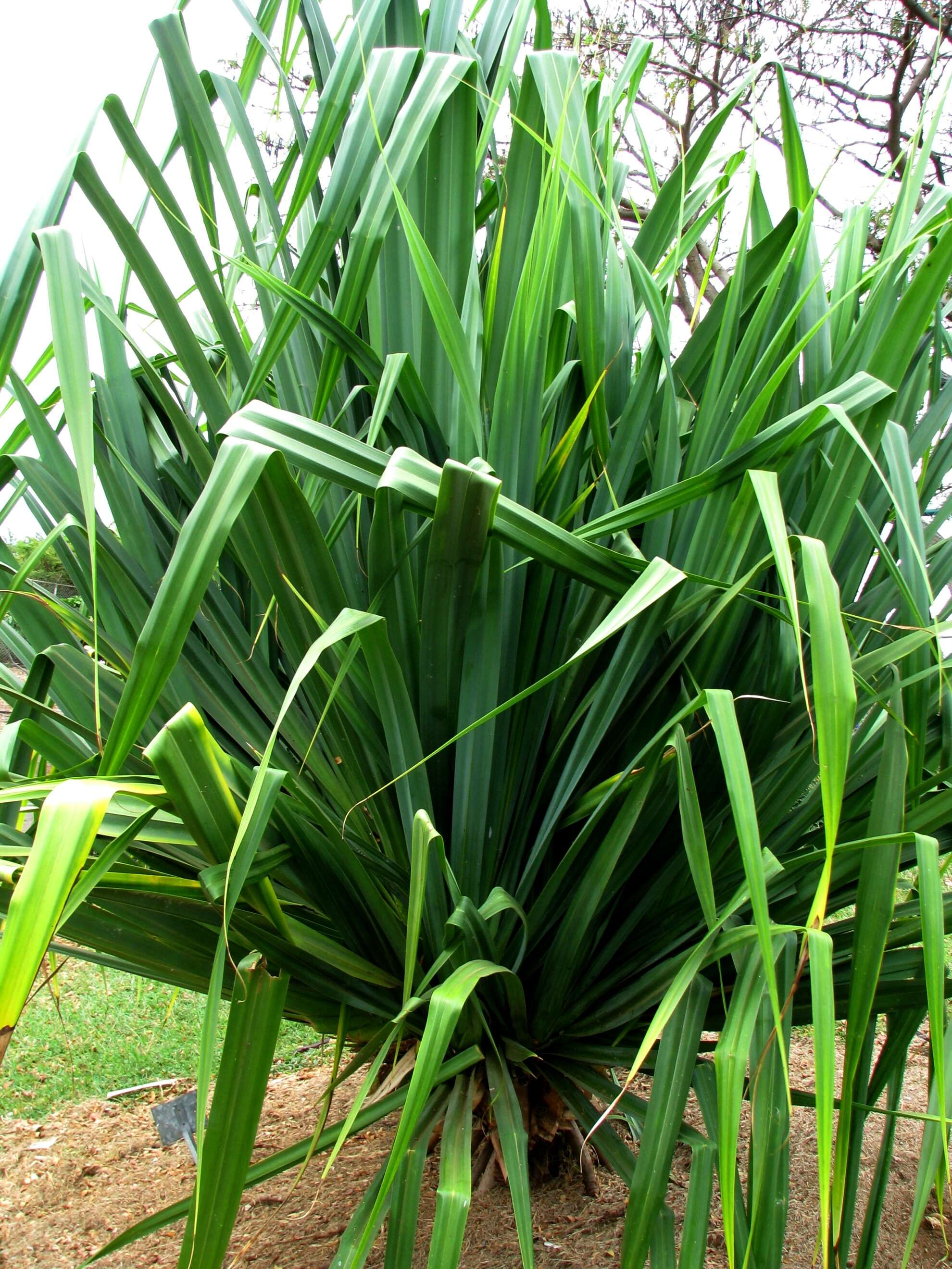 Image of Tahitian screwpine