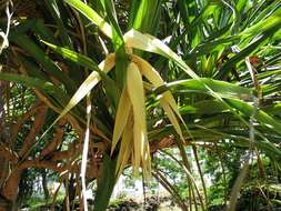 Image of Tahitian screwpine