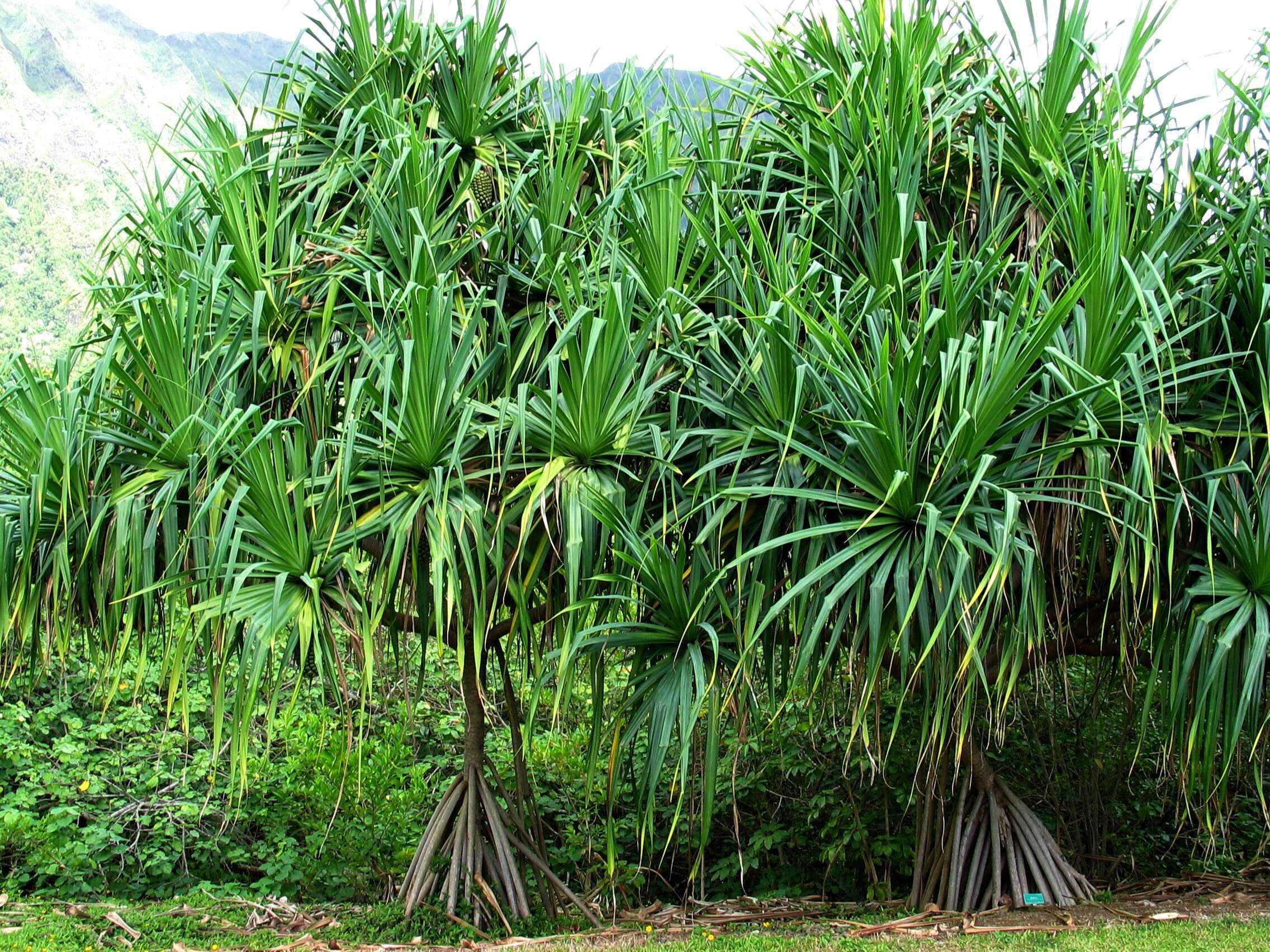 Image of Tahitian screwpine