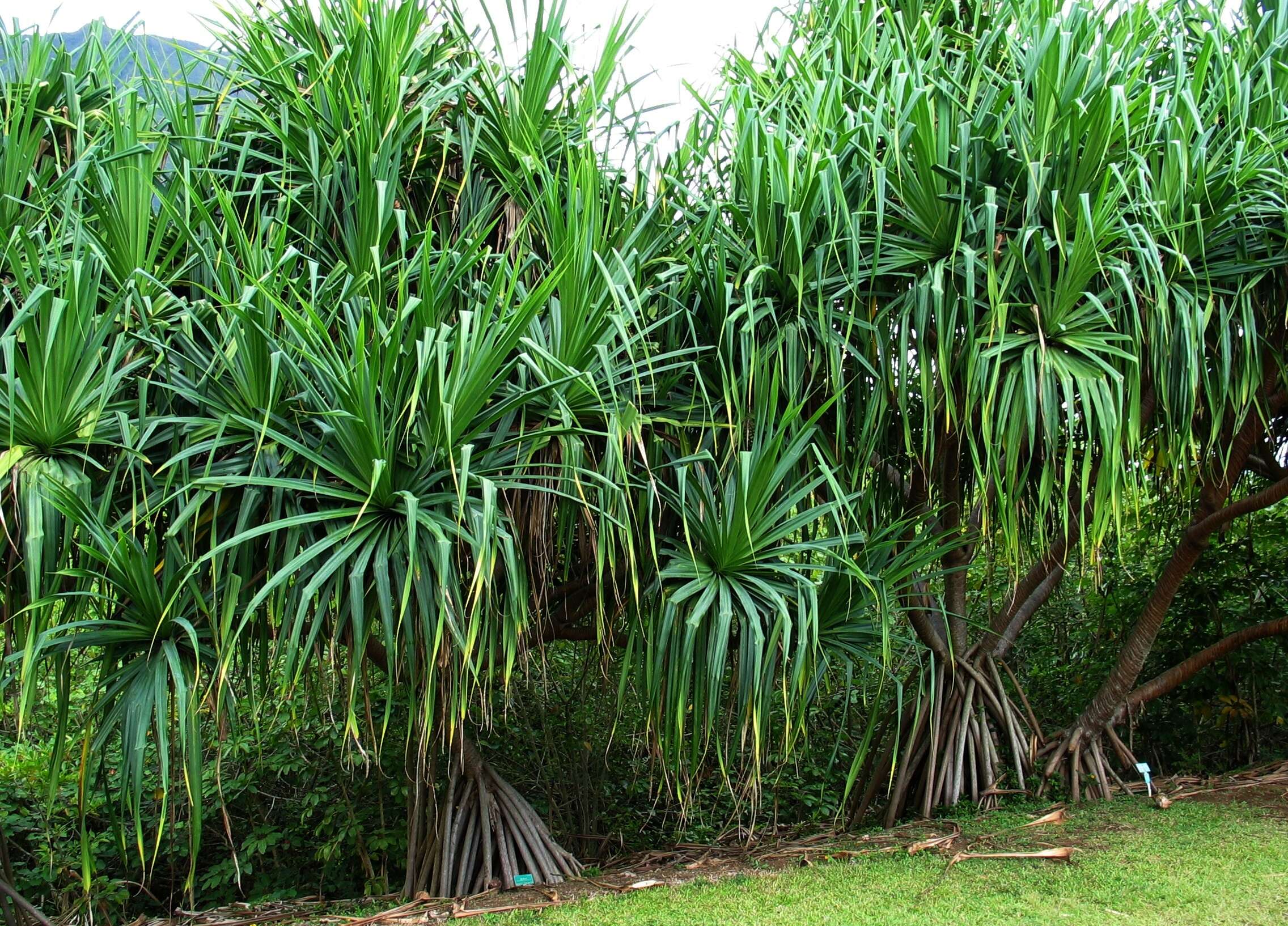 Image of Tahitian screwpine