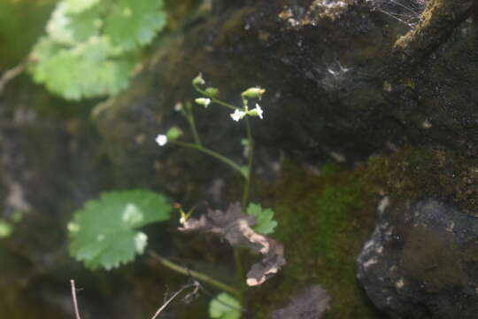 Image of Sullivant's coolwort