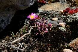 Image of Esterhuysenia alpina L. Bol.