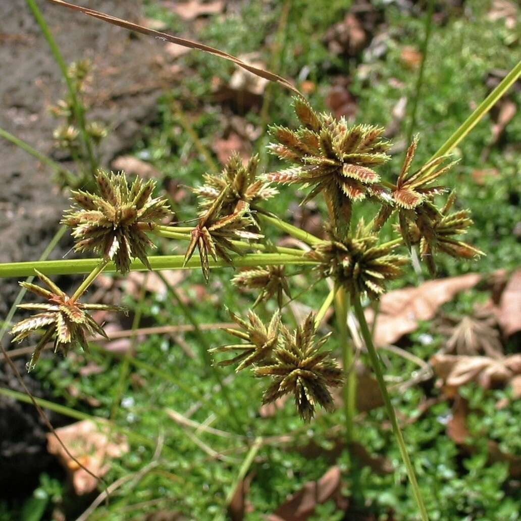 Слика од Cyperus trachysanthos Hook. & Arn.