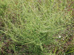 Image of <i>Symphyotrichum <i>dumosum</i></i> var. dumosum