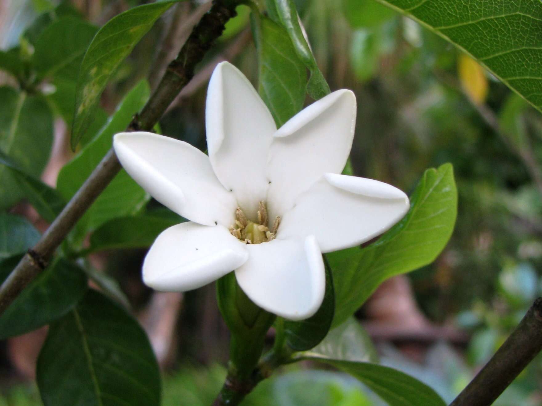 Image of Forest Gardenia