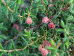 Image of bloodbell heath