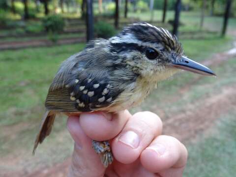 Image of Yellow-breasted Warbling Antbird