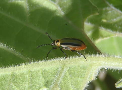 Image of Three-lined Potato Beetle