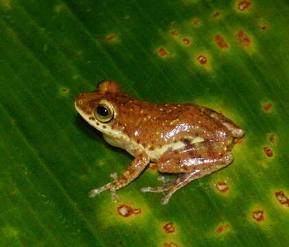 Plancia ëd Pseudophilautus asankai (Manamendra-Arachchi & Pethiyagoda 2005)