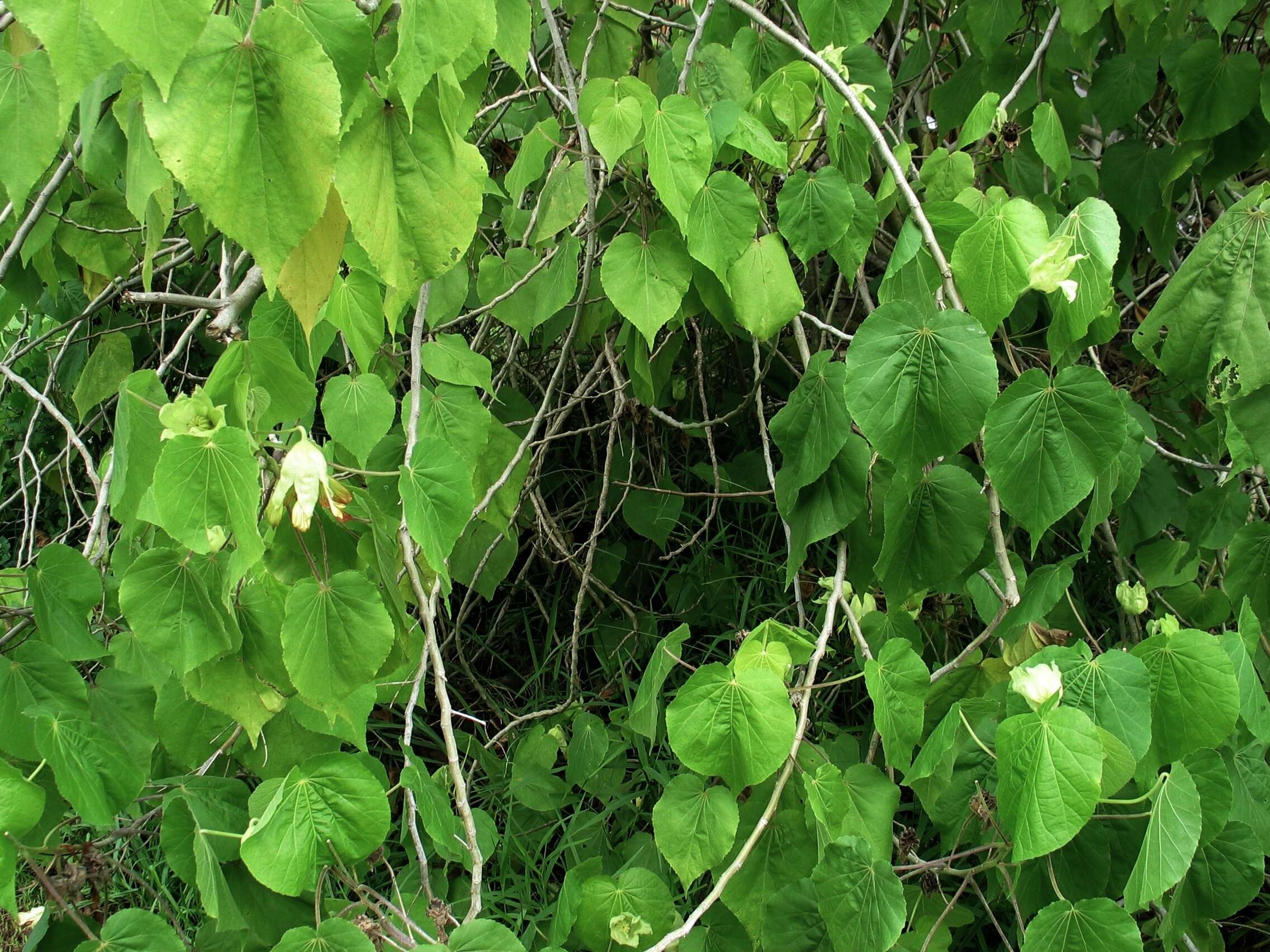 Image of Greenflower Indian Mallow