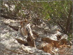 Image of Pharaoh Eagle-Owl