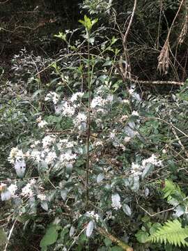 Image of South African coffee tree