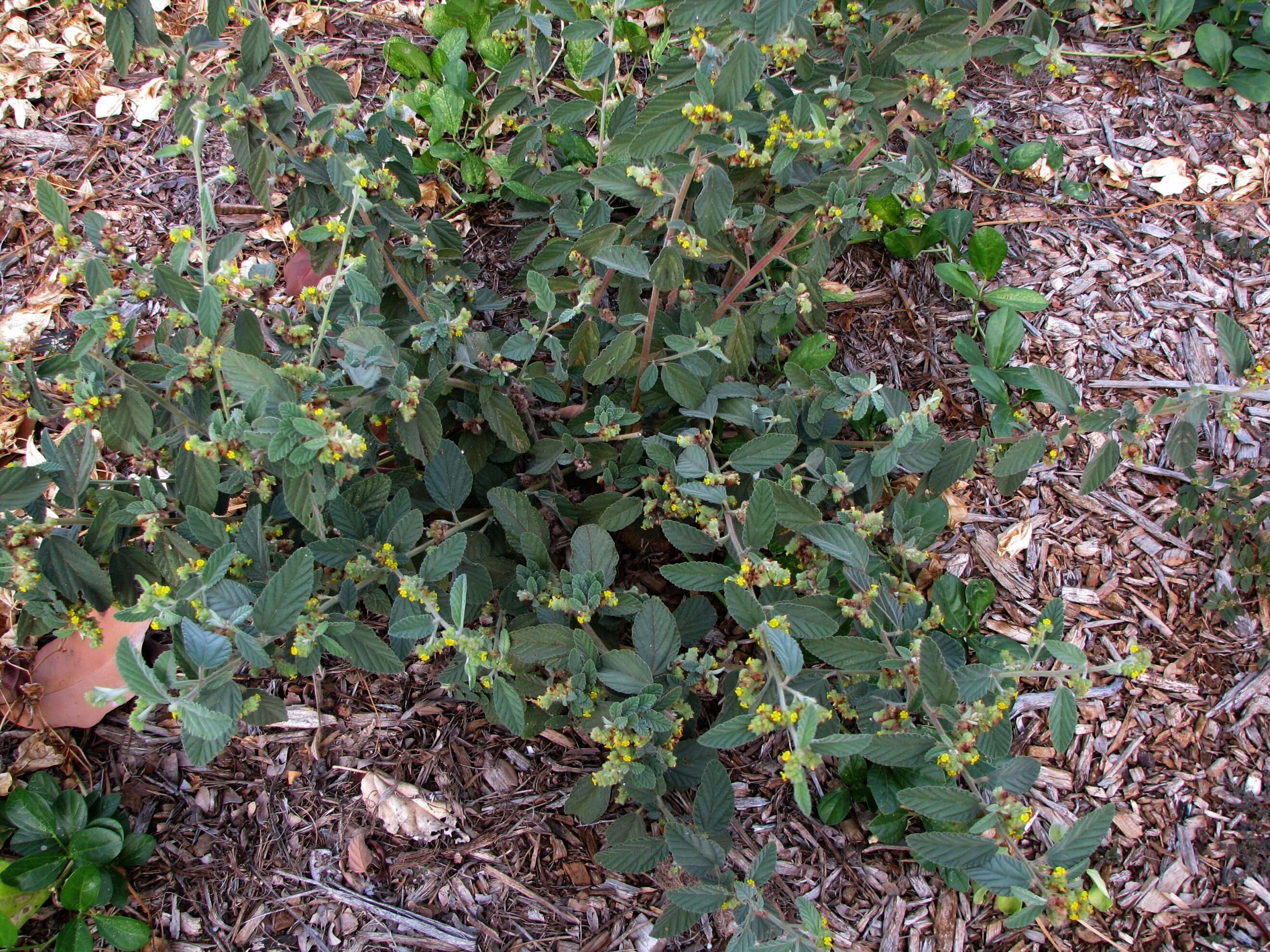 Imagem de Waltheria indica L.