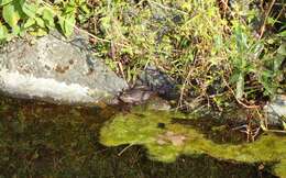 Image of Montezuma Leopard Frog