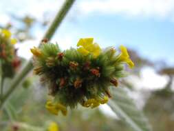 Imagem de Waltheria indica L.