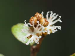 Слика од Croton cascarilloides Raeusch.