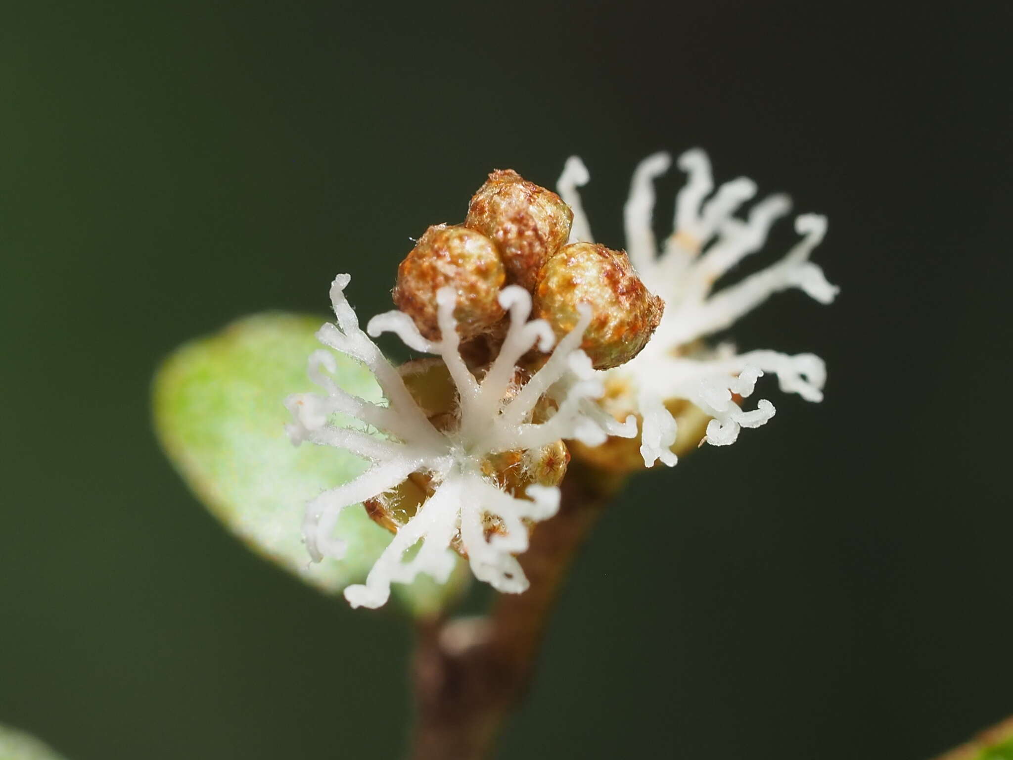 Imagem de Croton cascarilloides Raeusch.