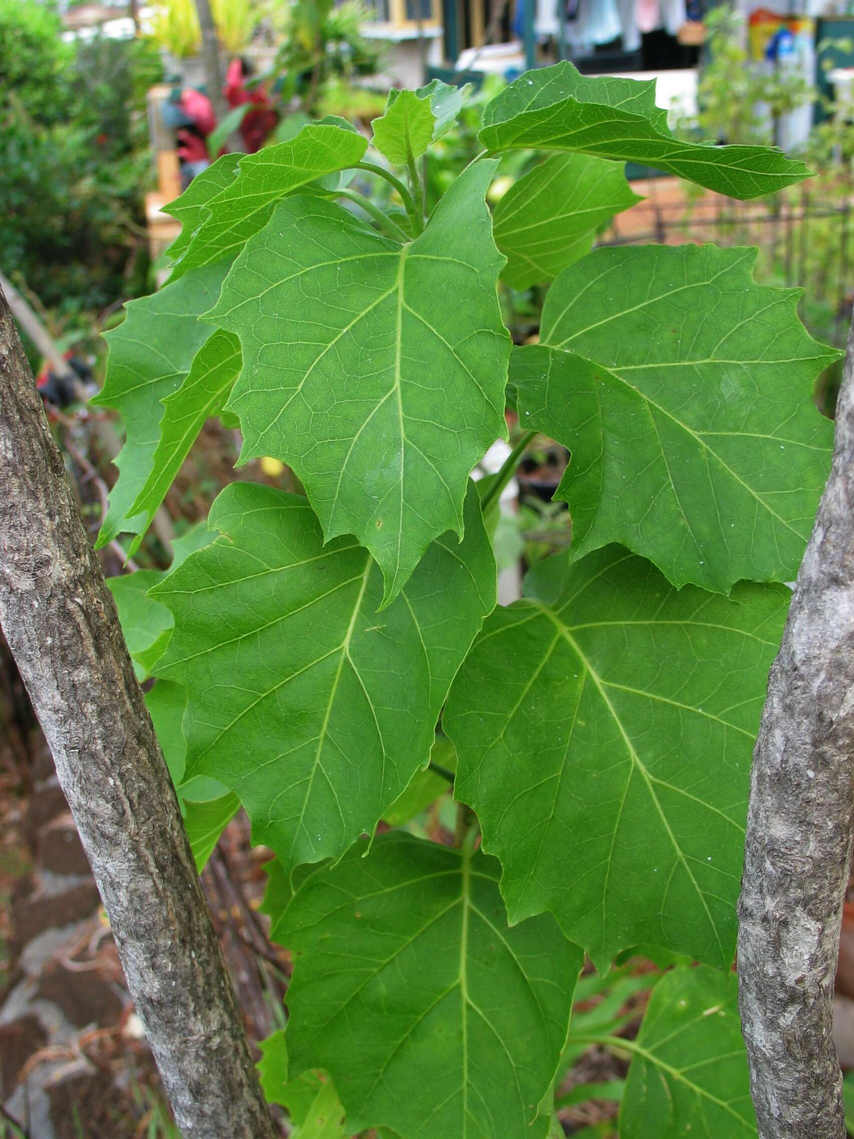 Image of broadleaf aiea