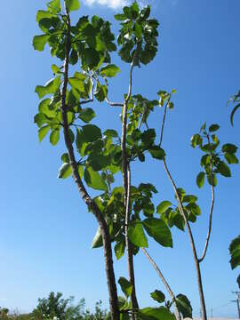 Слика од Nothocestrum latifolium A. Gray