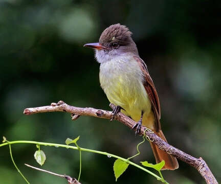 Image of Rufous-tailed Flycatcher