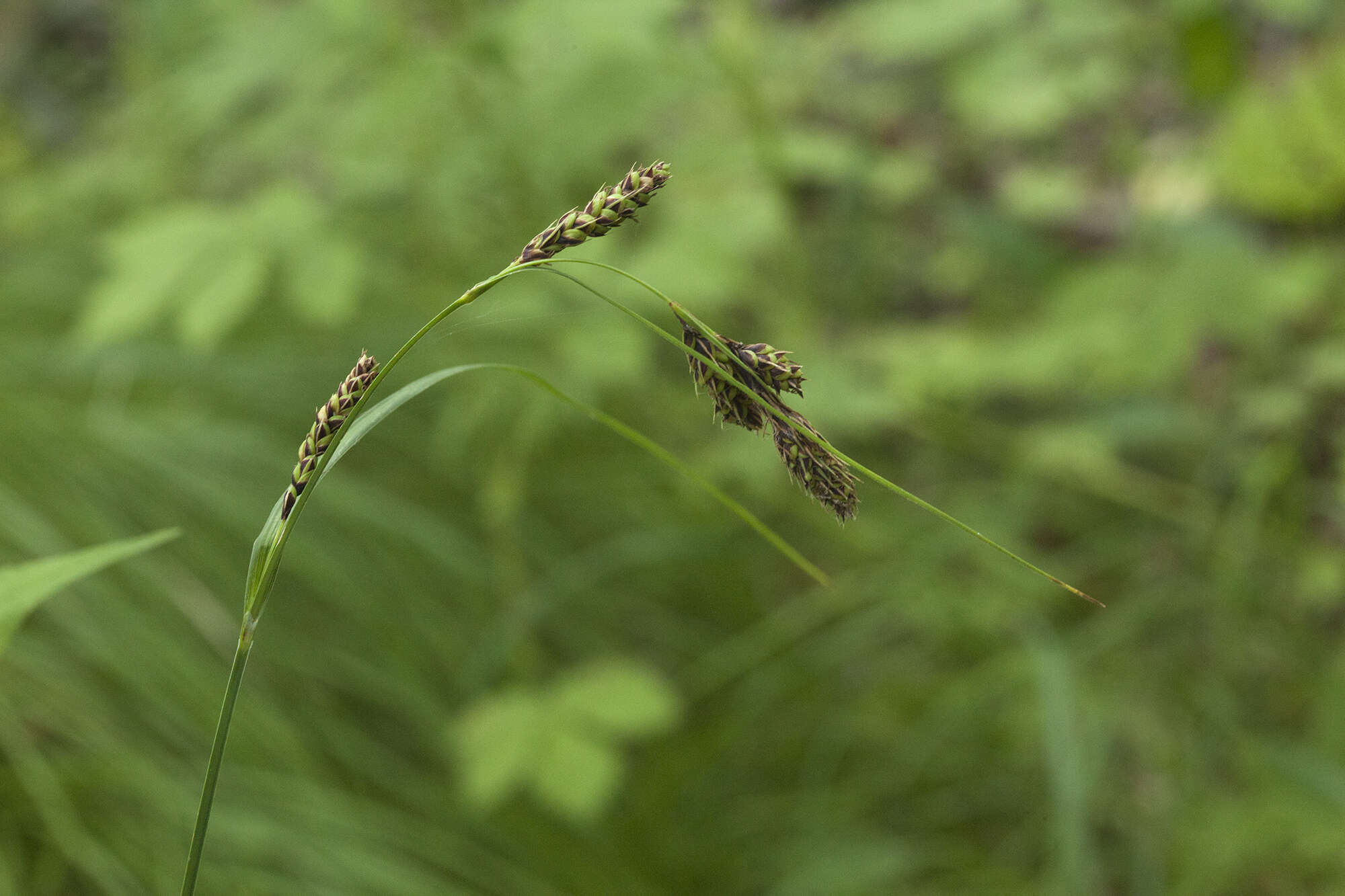 Imagem de Carex gmelinii Hook. & Arn.