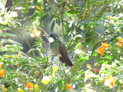 Image of White-throated Mountain-gem