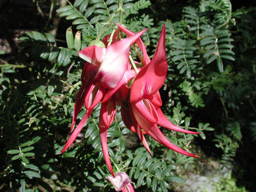 Слика од Clianthus