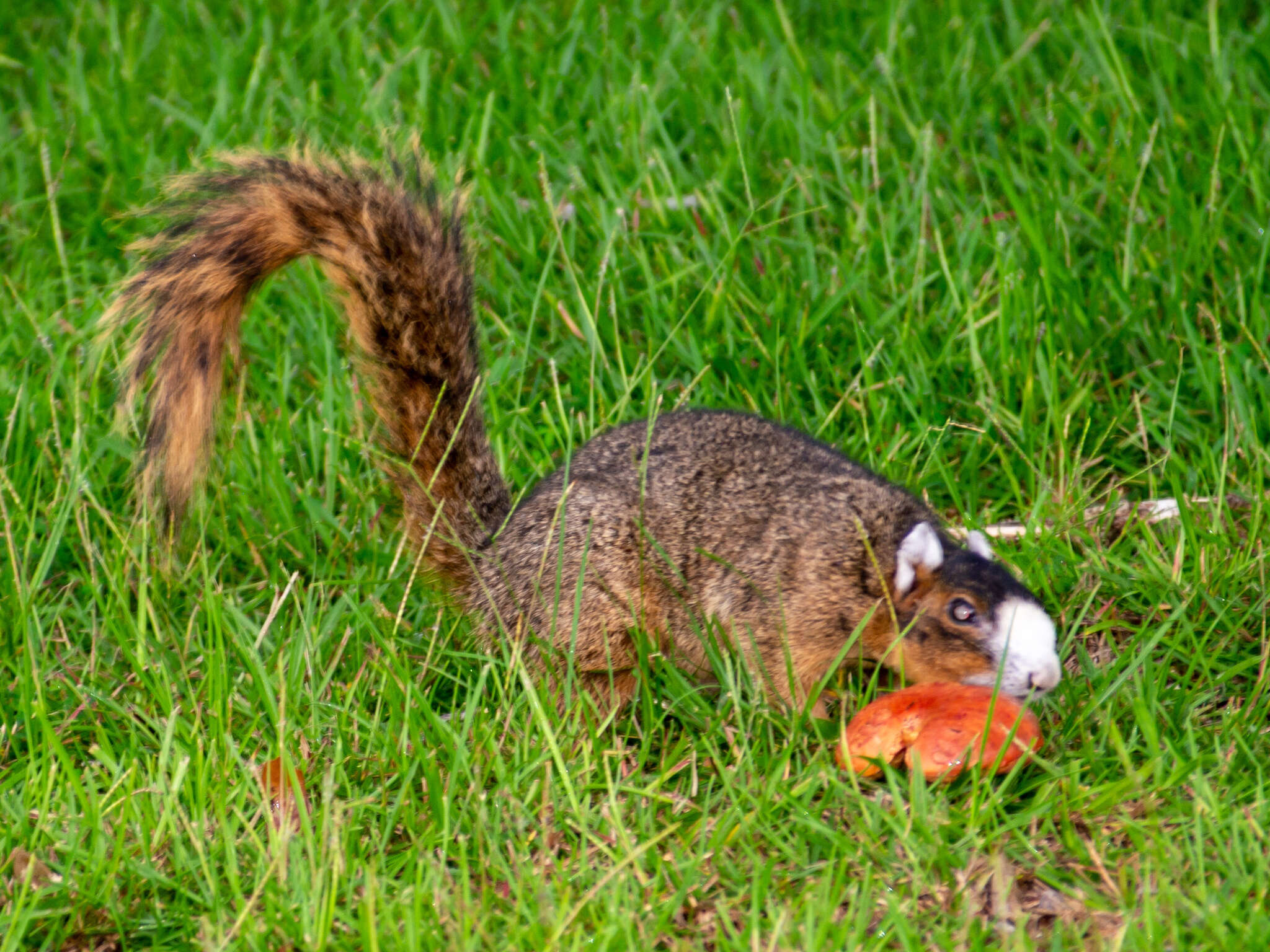 Image of Sciurus niger bachmani Lowery & Davis 1942