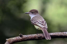 Image of Stolid Flycatcher