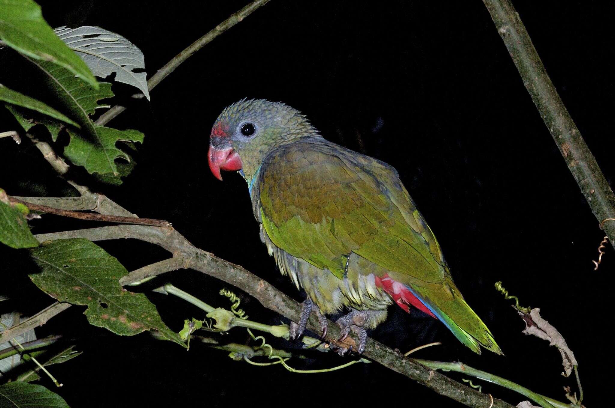 Image of Red-billed Parrot