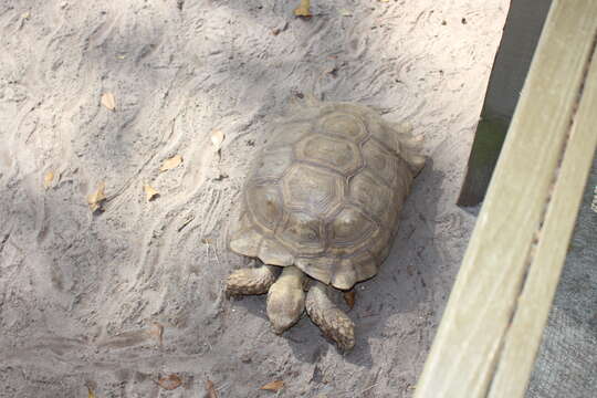 Image of spurred tortoise