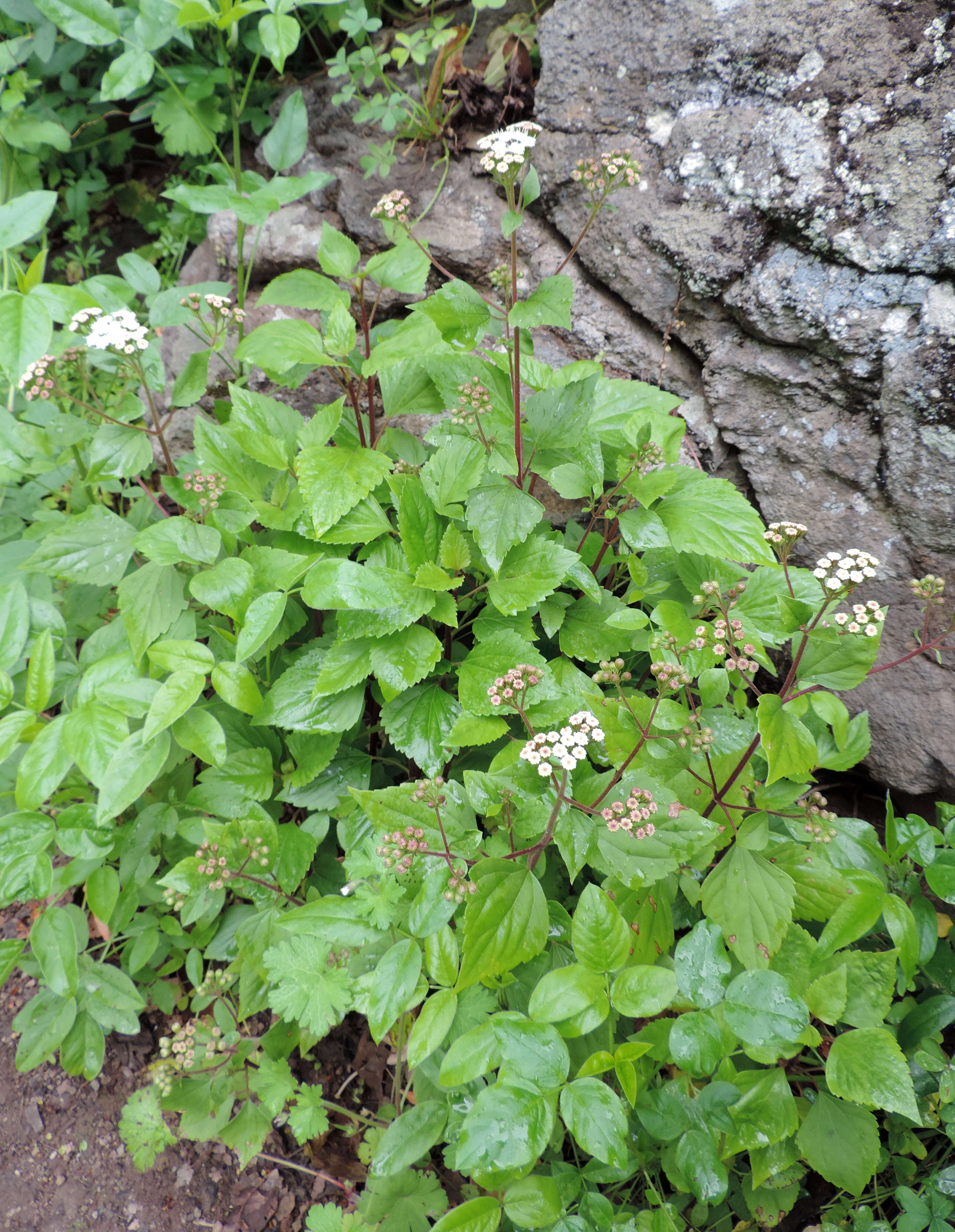 صورة Ageratina adenophora (Spreng.) R. King & H. Rob.