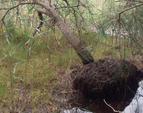 Imagem de Casuarina glauca Sieber