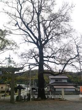 Image of Chinese Sweetgum