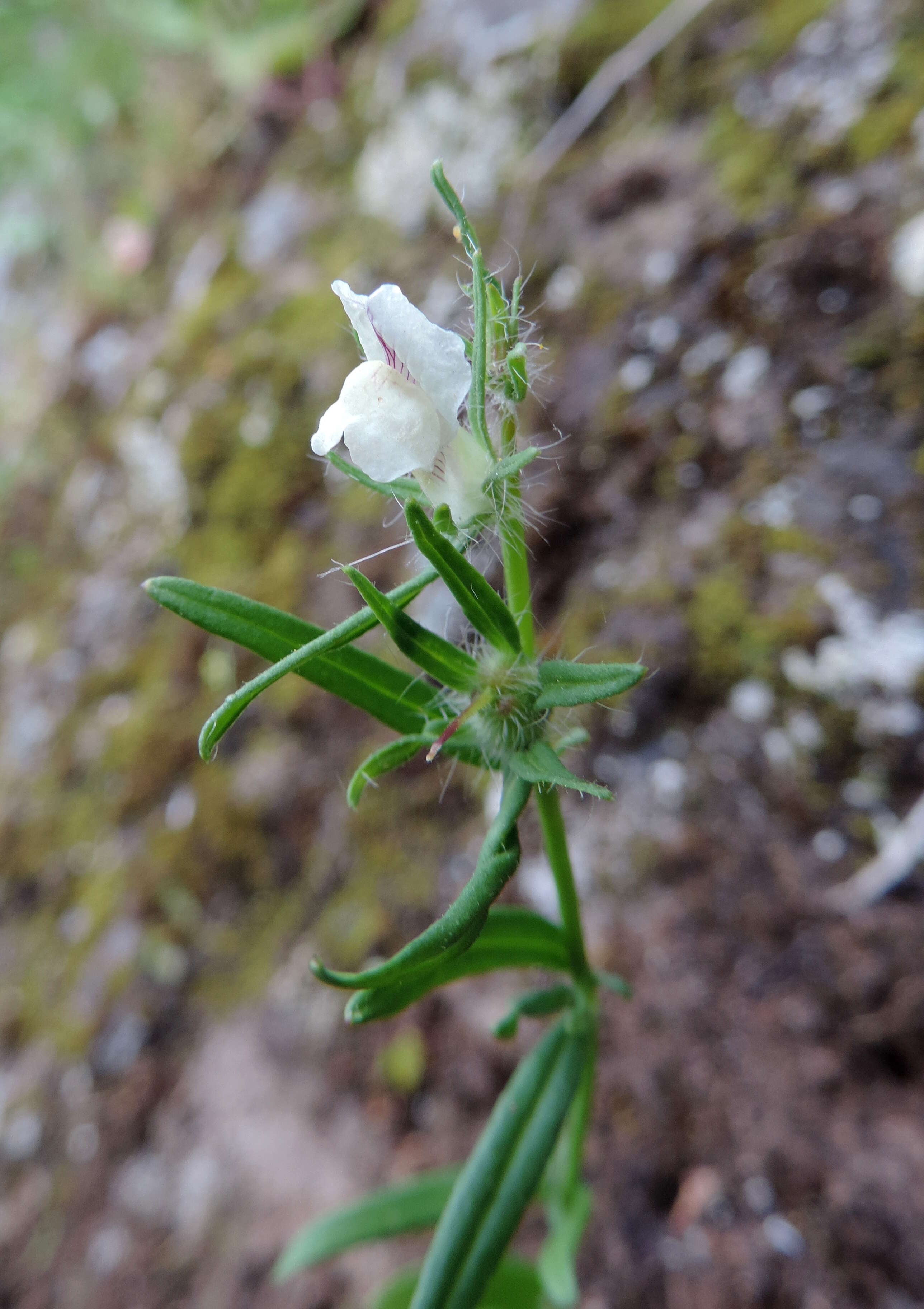 Слика од Misopates orontium (L.) Raf.