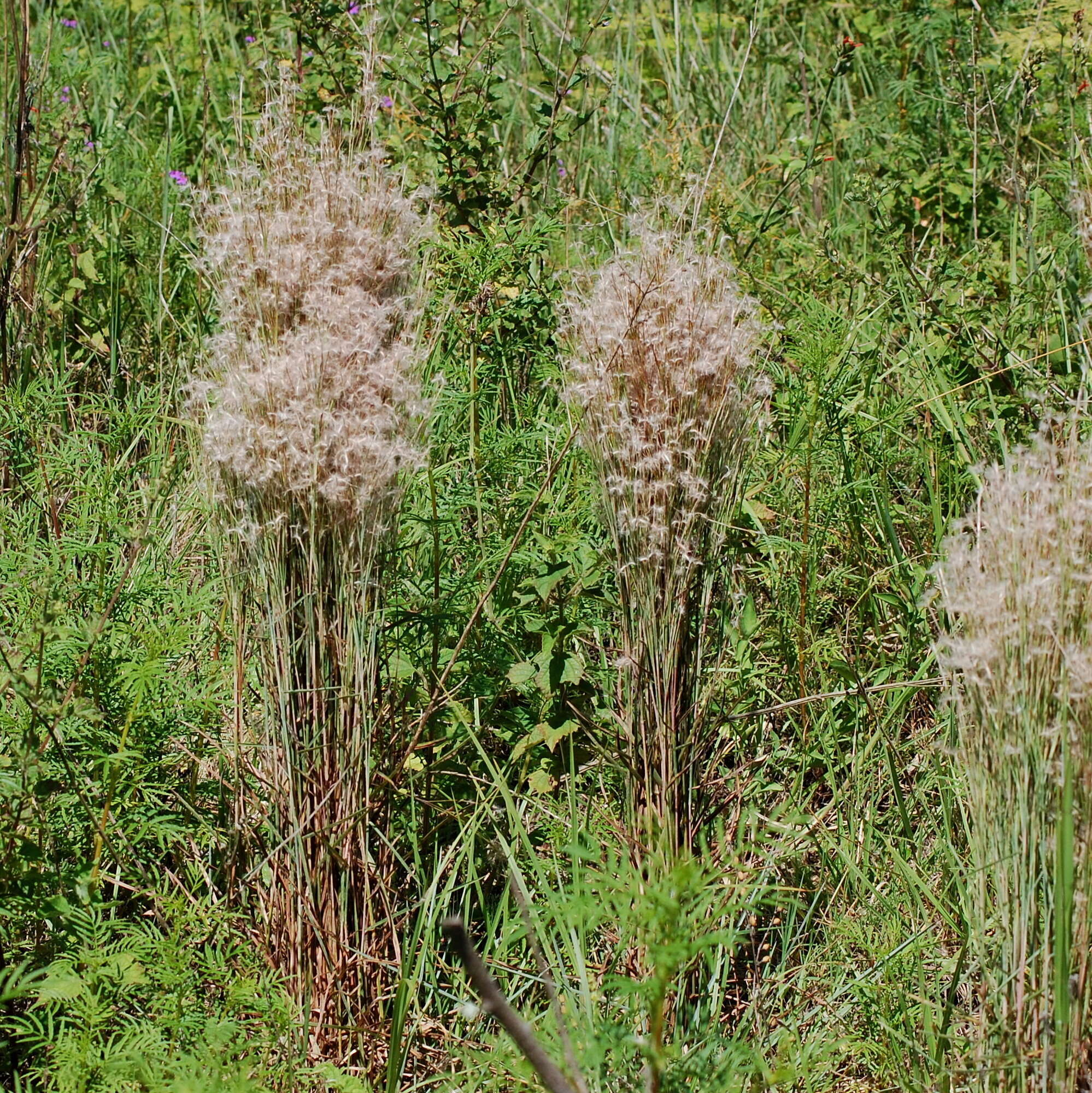 Image of Schizachyrium microstachyum (Desv.) Roseng., B. R. Arrill. & Izag.